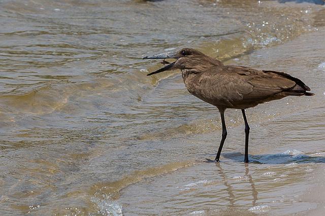 063 Botswana, Chobe NP, hamerkop.jpg